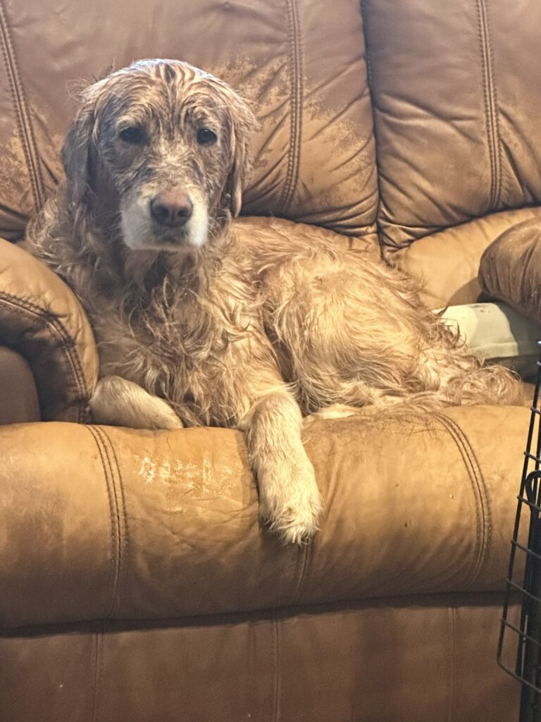 dirty golden retriever
